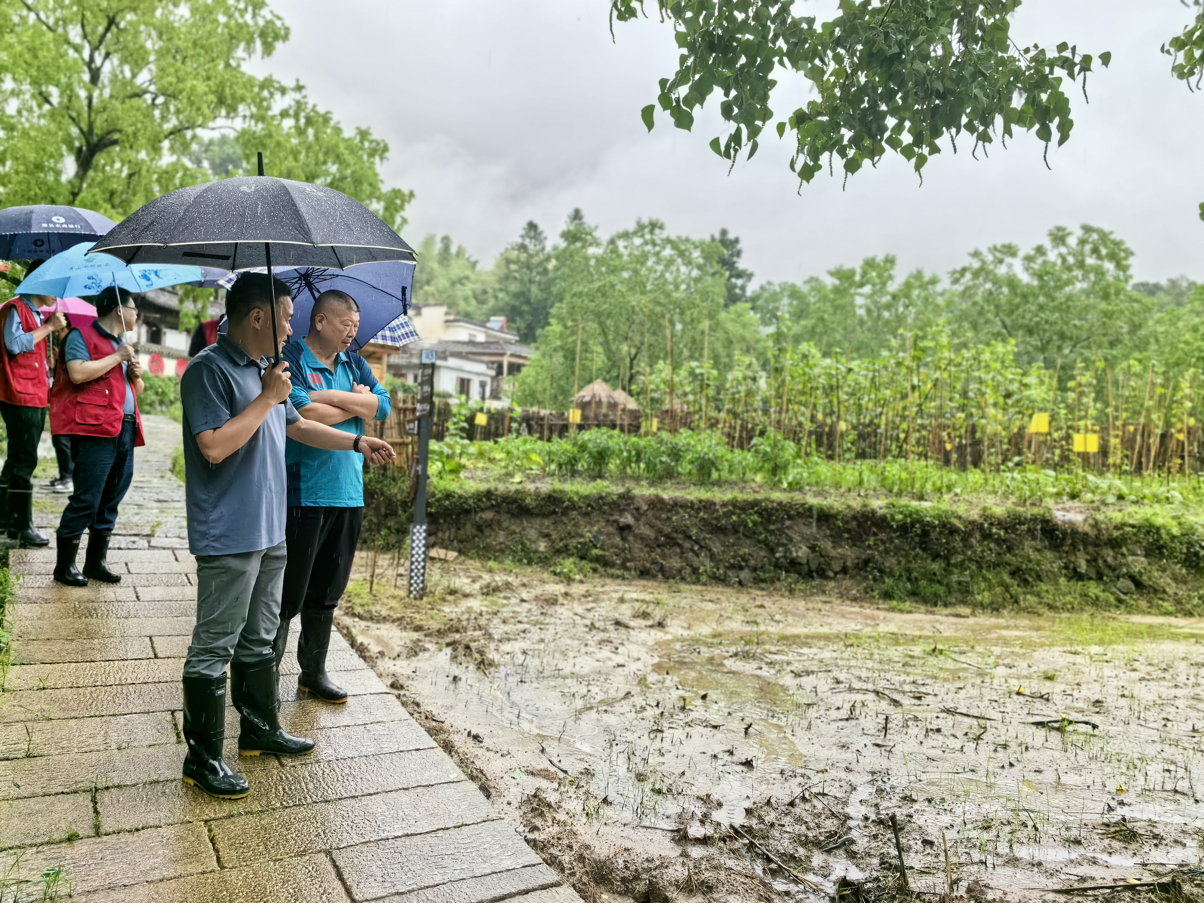 IMG_20240625_160232.jpg IMG_20240625_160232.jpg